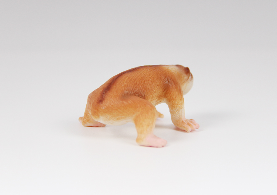 鼠狐猴
